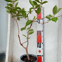 ガーデニング　花付 グァバ50cm ほど