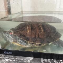亀の里親募集
