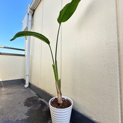 オーガスタ　高級感のある陶器鉢　観葉植物