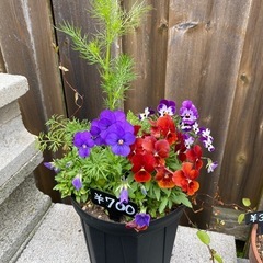 寄せ植え