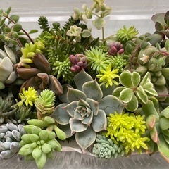 多肉植物カット詰め合わせ　寄せ植えに