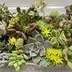 ランキングキーワードに紐づく投稿画像-多肉植物