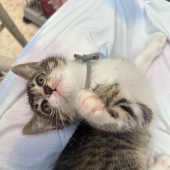 （素敵な里親さん決まりました😊） - 猫