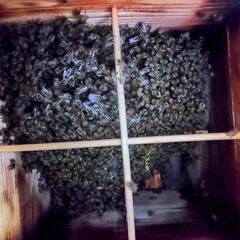 日本蜜蜂の分蜂入居群①の画像