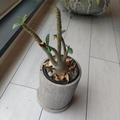 塊根植物