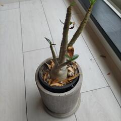 アデニウムの画像