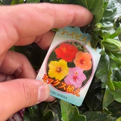 ハイビスカス ミックスの画像