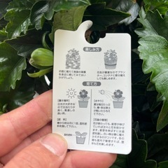 ハイビスカス ミックスの画像
