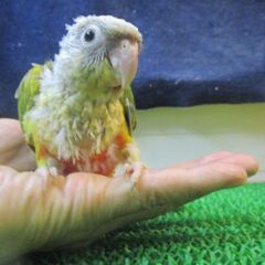 ウロコインコ　パイナップル　雛