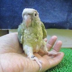 ウロコインコ　雛ちゃん　ブルーパイナップル