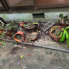 たくさんあります植木鉢