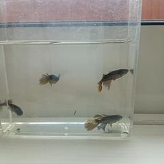 メダカ　妲己　２ペア　本日受け取り限定