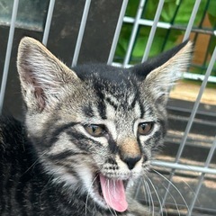 素敵な里親さん決まりました✨ - 猫
