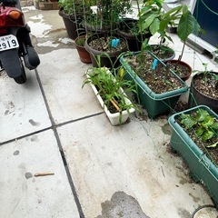 プランター鉢植え