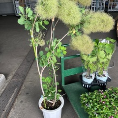 スモークツリー10号の画像