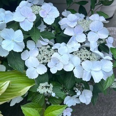 ラグランジア　ブライダルシャワーの画像