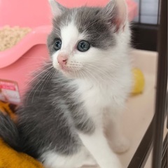 お目々が綺麗な美人ちゃん　子猫　推定2ヶ月　白グレー