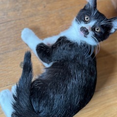 チョビひげ子猫軍団です！ - 網走市