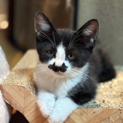 チョビひげ子猫軍団です！