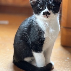 チョビひげ子猫軍団です！ - 猫