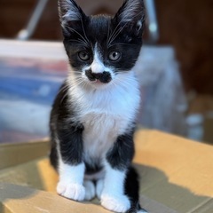 チョビひげ子猫軍団です！ − 北海道