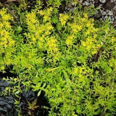 多肉植物ツルマンネングサ  抜き苗・カット苗 約100g セダム