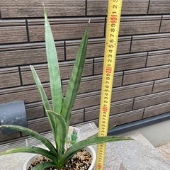サンスベリア　　カタナ
