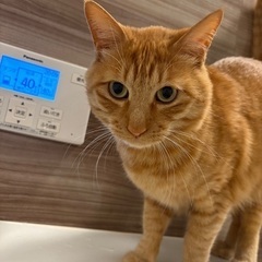 茶トラ　雄