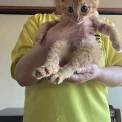 2ヶ月の子猫達 − 島根県