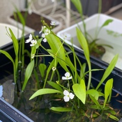 ナガバオモダカ・メダカに似合う水草の画像