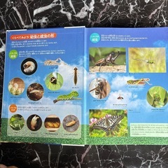 古本　昆虫の画像