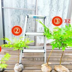 香椿