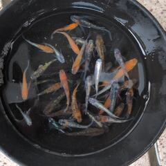 Aメダカ現物　画像のメダカ全部