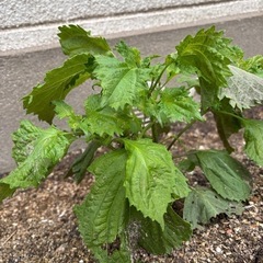 青じそ  まあまあ大きい苗  1本 30円