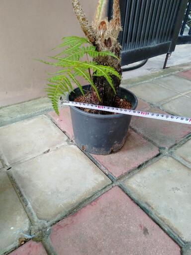 ヒカゲヘゴ苗木観葉植物古代風水運気開運リラックス効果 (Ki