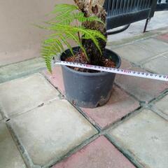 ヒカゲヘゴ　苗木　観葉植物　古代　風水　運気　開運　リラックス効果の画像