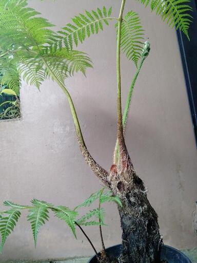 今季一番 ヒカゲヘゴ苗木観葉植物古代風水運気開運リラックス効果 (Ki その他観葉植物