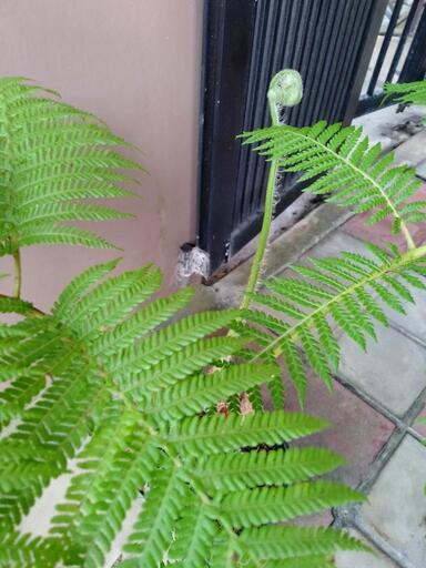 ヒカゲヘゴ苗木観葉植物古代風水運気開運リラックス効果 (Ki