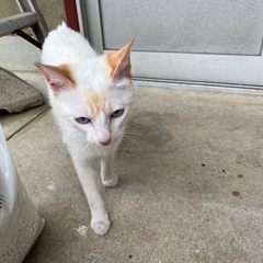 1歳 男の子 猫