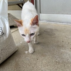 1歳 男の子 猫 - 高松市