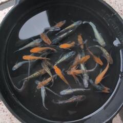 Bメダカ現物　画像のメダカ全部