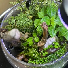 苔テラリウム寄せ植え　　　　　　の画像