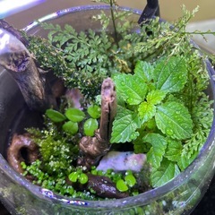 苔テラリウム寄せ植え　　　　　　の画像