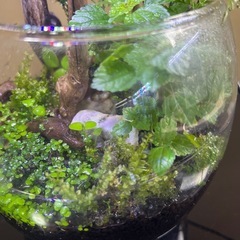 苔テラリウム寄せ植え　　　　　　の画像