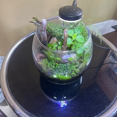苔テラリウム寄せ植え　　　　　　の画像