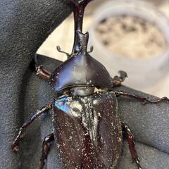 カブトムシ　ペア