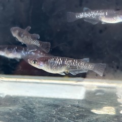 メダカ　プレアデスカガミ
の画像