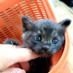 ミニチュア子熊みたいなクマちゃん♡とても人懐こい男の子１ヶ月
