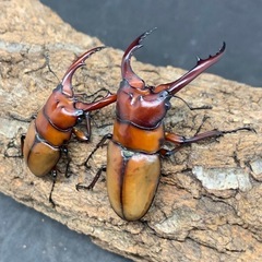 アスタコイデスノコギリクワガタ　ペア
