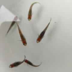 漁火